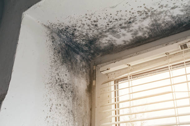 Affordable Mold Cleanup solutions in Halifax, PA